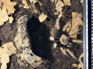 Brachypelma boehmei mit Terrarium zu verkaufen 