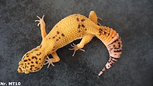 +40g Weibchen Leopardgecko 2025 ready to breed