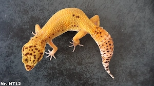 Mandarin Tangerine Tremper Albino Leopardgecko Weibchen 2025