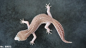 Mack Super Snow Tremper Albino Eclipse WY Raptor Pied Leopardgecko Männchen Weibchen
