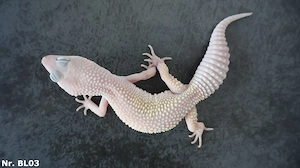 Midnight Blizzard Leopardgecko Männchen Weibchen