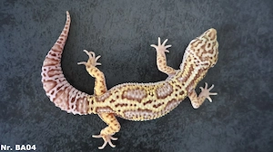 Männchen Leopardgecko 2025
