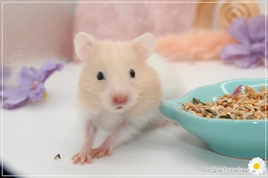 Zauberhafte, zahme Goldhamster und Teddyhamster Jungtiere