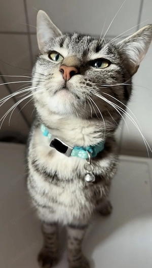   Neues Zuhause für 2 Kater gesucht  