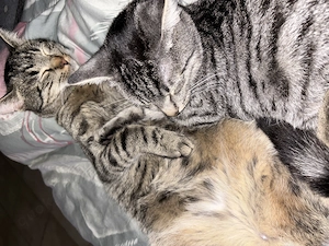   Neues Zuhause für 2 Kater gesucht  