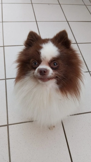 Wunderschöner Pomeranian Deckrüde in Weiß Schoko  Bild 4