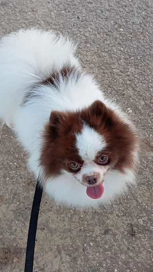 Wunderschöner Pomeranian Deckrüde in Weiß Schoko  Bild 5