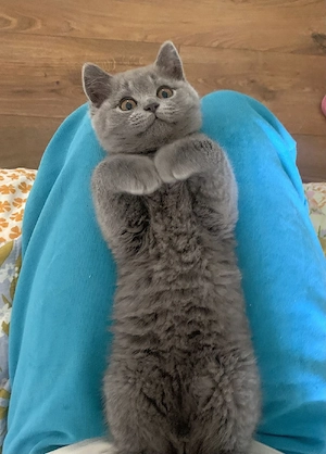  BKH Kitten   12 Wochen   Abgabebereit 