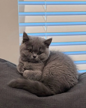  BKH Kitten   12 Wochen   Abgabebereit 