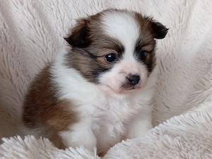 Wunderschöne Pomeranian Papilion Welpen 