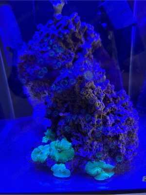 korallen zum tauschen