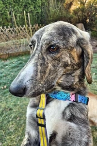 Perla sucht eine Familie