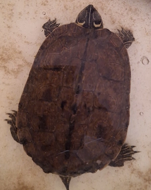 4 Wasserschildkröten abzugeben in gute Hände 