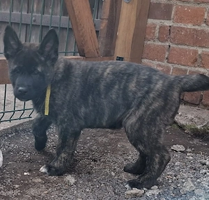 Akita Schäferhund Mix Welpen 