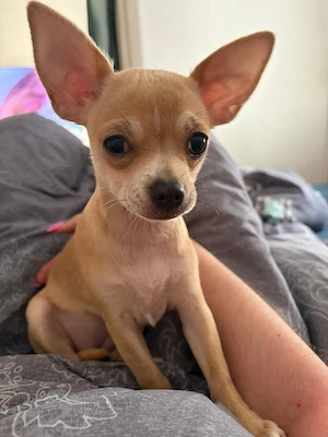 Chihuahua Hündin sucht Zuhause 15.11.2025 geboren