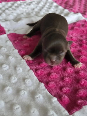 chihuahua langhaar hündin