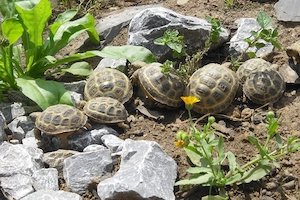 Vierzehenschildkröten Steppenschildkröten (testudo horsfieldii) Nachzuchten