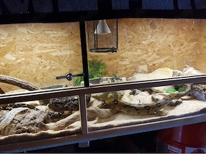 Boa Constrictor Imperator mit Terrarium auf Wunsch 