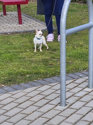 Hallo Verkaufe eine wunder schöne Chihuahua Hündin Mini