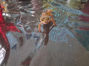 Leopardengecko 
