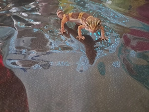 Leopardengecko 