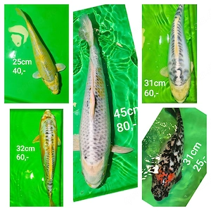 Kois und Goldfische 
