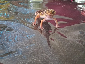 Leopardengecko  Bild 3