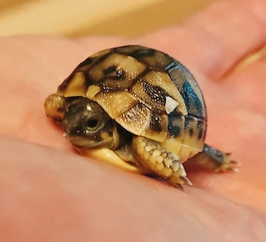 Griechische Landschildkröten Babys ,Testudo hermanni, abzugeben 