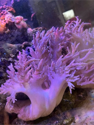 Bäumchenkoralle zu verschenken