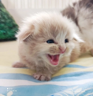 Reinrassige Maine Coon Kitten  