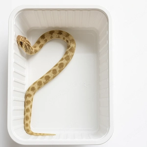 1.0 Heterodon nasicus Conda Hakennasennatter