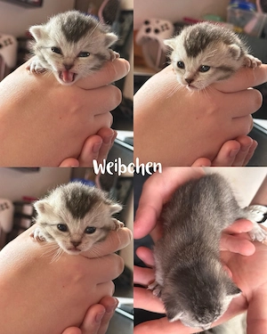 kitten suchen ein neues zuhause 