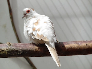 Ich suche Vögel  Bild 7