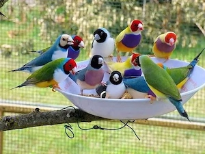 Ich suche Vögel  Bild 5