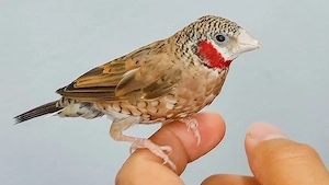 Ich suche Vögel  Bild 6