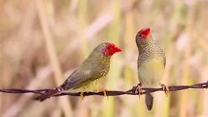 Ich suche Vögel  Bild 4