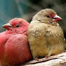 Ich suche Vögel  Bild 3