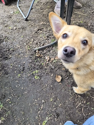 Ebby, kleine junge Mischlingshündin 