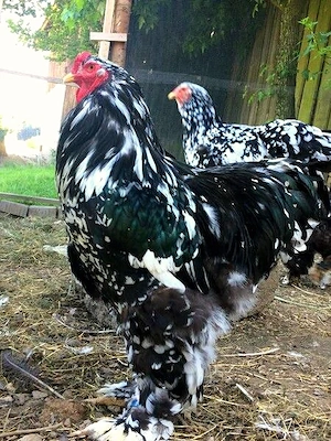 BRUTEIER Brahma schwarzweiß gescheckt mottled grosse Rasse