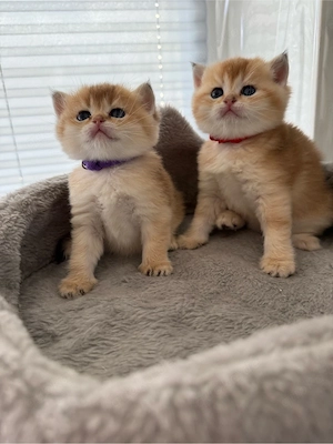 BKH Black Golden Shaded ny11 Kitten