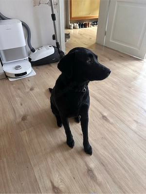 Labrador Hündin 
