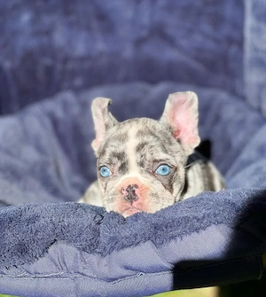 Hochwertige französische Bulldoggenwelpen verfügbar 