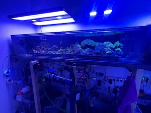 Korallen Ableger zu verkaufwn