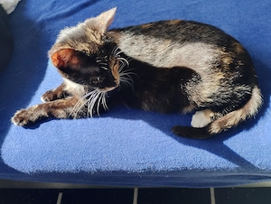 Wir suchen eine Familie:)