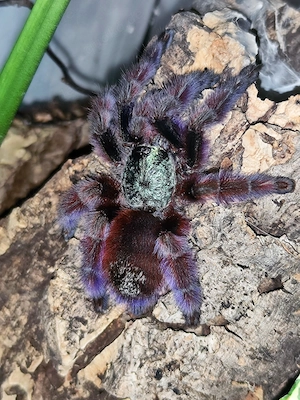 Caribena versicolor 