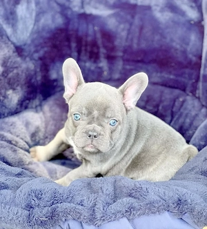 Bezaubernde französische Bulldoggenwelpen 