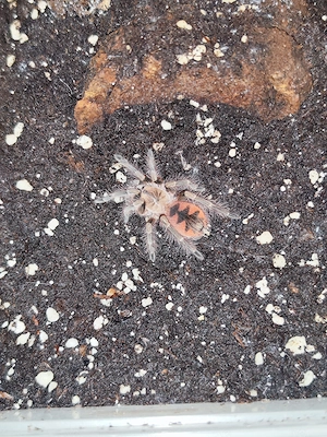 Pamphobeteus  machala