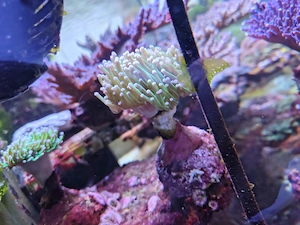 Euphyllia glabrescens 