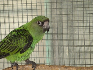 Grüne Kongopapageien