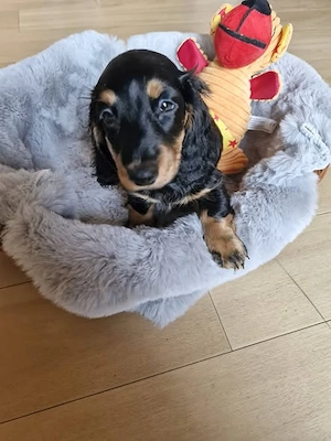 Zwergdackel Welpen Bild 3